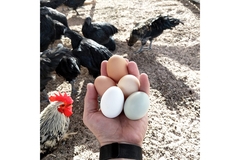 Hand holding free range hen eggs.